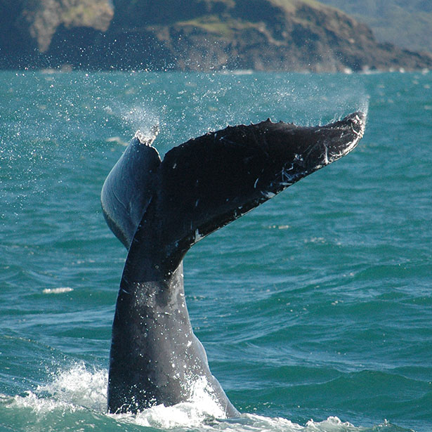WHALE WATCH EXPERIENCE